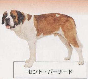 �l�C�̌���[�Z���g�o�[�i�[�h]�q���̔��E�y�b�g�V���b�v�y�i�`�������}�C���h�P���l���z�u���[�_�[[������]