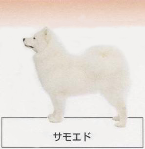 �l�C�̌���[�T���G�h]�q���̔��E�y�b�g�V���b�v�y�i�`�������}�C���h�P���l���z�u���[�_�[[������]