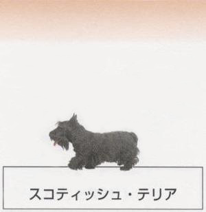 �l�C�̌���[�X�R�e�B�b�V���e���A]�q���̔��E�y�b�g�V���b�v�y�i�`�������}�C���h�P���l���z�u���[�_�[[������]