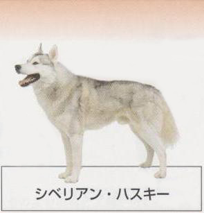 �l�C�̌���[�V�x���A���n�X�L�[]�q���̔��E�y�b�g�V���b�v�y�i�`�������}�C���h�P���l���z�u���[�_�[[������]