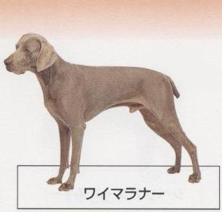 �l�C�̌���[���C�}���i�[]�q���̔��E�y�b�g�V���b�v�y�i�`�������}�C���h�P���l���z�u���[�_�[[������]