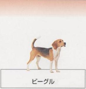 �l�C�̌���[�r�[�O��]�q���̔��E�y�b�g�V���b�v�y�i�`�������}�C���h�P���l���z�u���[�_�[[������]