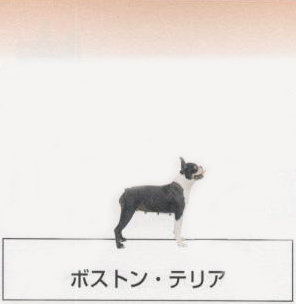 �l�C�̌���[�{�X�g���e���A]�q���̔��E�y�b�g�V���b�v�y�i�`�������}�C���h�P���l���z�u���[�_�[[������]