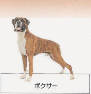 �l�C�̌���[�{�N�T�[]�q���̔��E�y�b�g�V���b�v�y�i�`�������}�C���h�P���l���z�u���[�_�[[������]