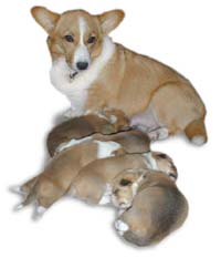 �u���[�_�[��W