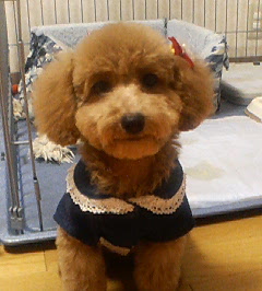 �v�[�h���E�g�C