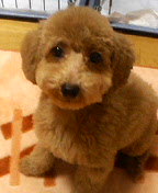 �v�[�h���E�g�C