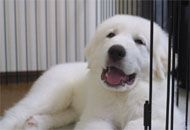 �O���[�g�s���j�[�Y