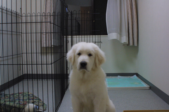 �O���[�g�s���j�[�Y