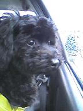 �v�[�h���E�g�C