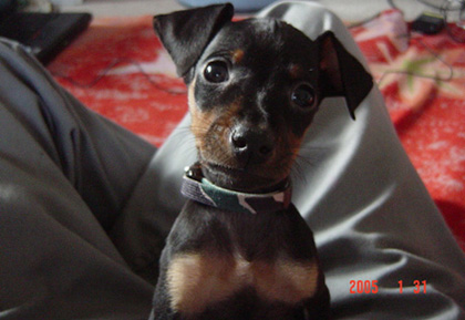 �~�j�`���A�s���V���[