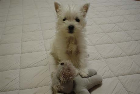 �E�G�X�e�B