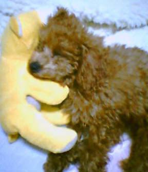 �v�[�h���E�g�C�@�p���N