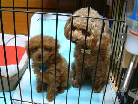 �v�[�h���E�g�C�@�p���N�������[�����