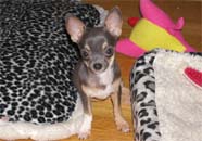 �`�����E�X���[�X