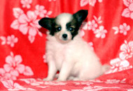 �p�s����