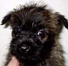 �P�A���e��