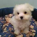 �}���`�[�Y