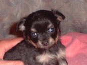 �`�����E�����O