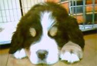 �o�[�j�[�Y