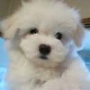 �}���`�[�Y